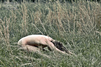 Simplicity Yoga